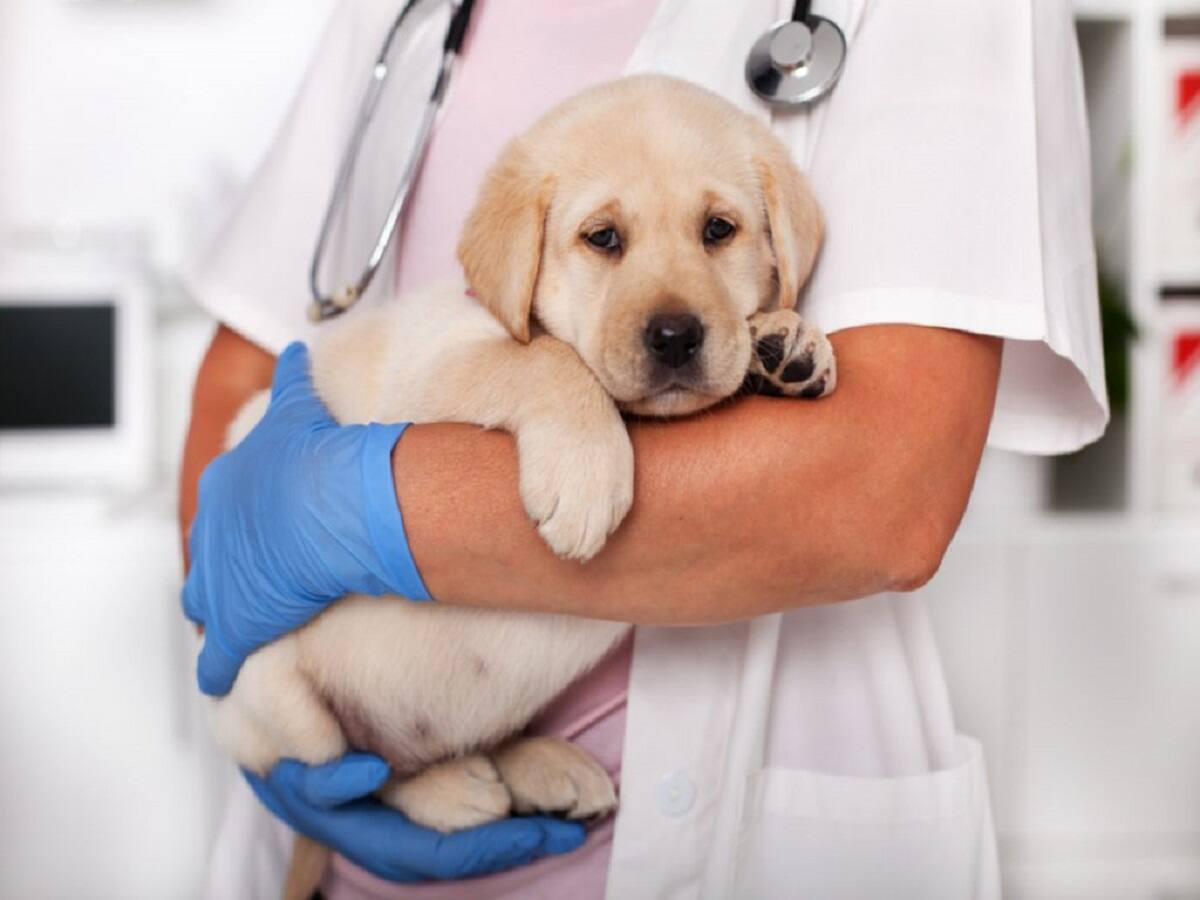 5 Most Important Vaccinations For Your Pet Dogs